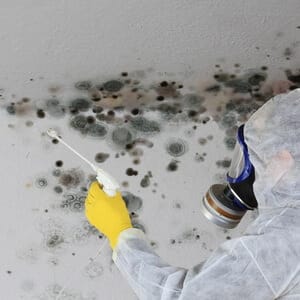 Removing Mold and Mold Infested Materials