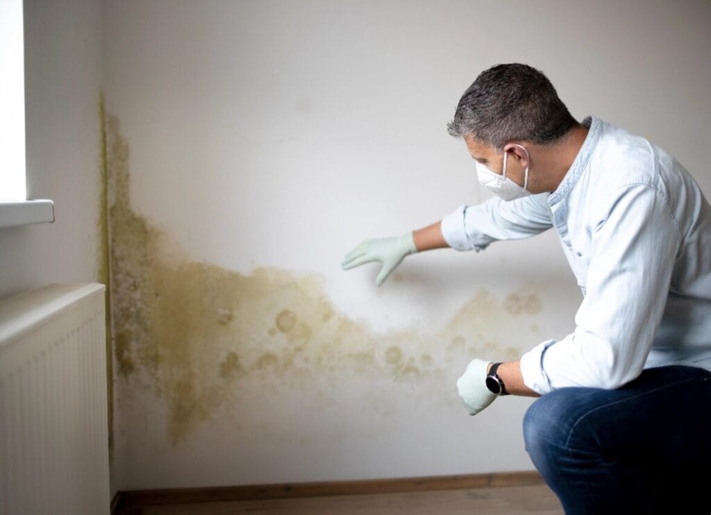 mold removal 1